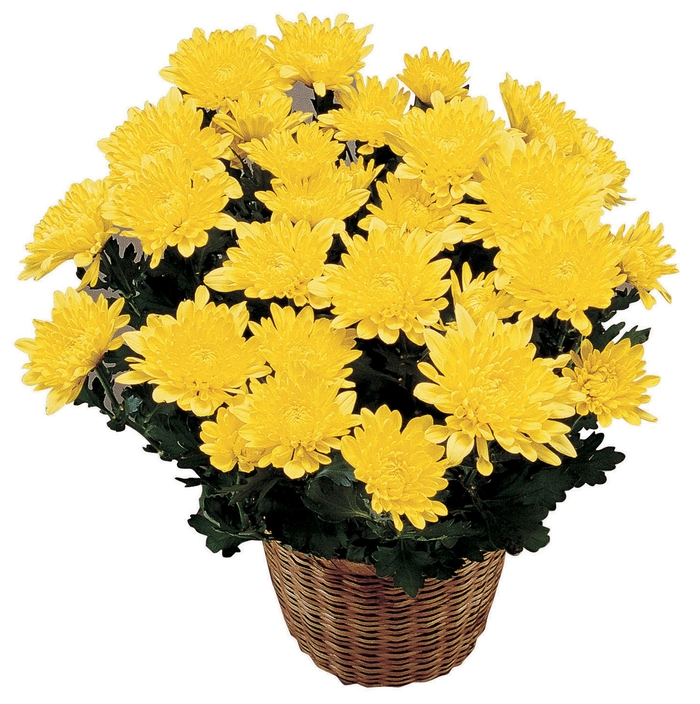Disbud Mum - Chrysanthemum Adelle from The Flower Spot