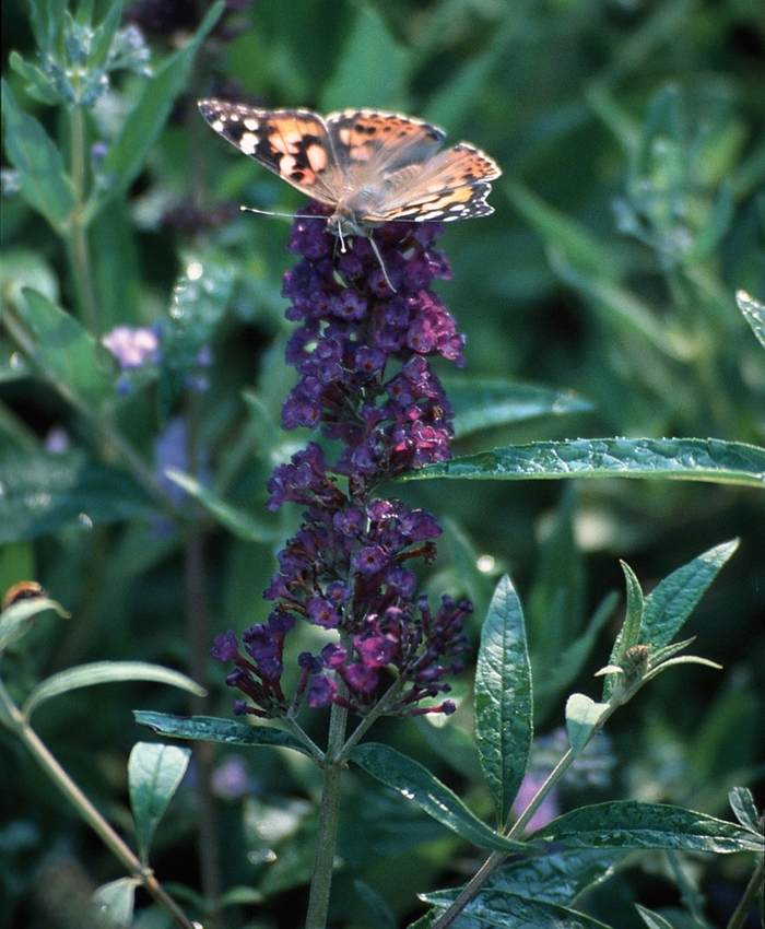 Butterfly Bush 'Black Knight' - Buddleia davidii from The Flower Spot