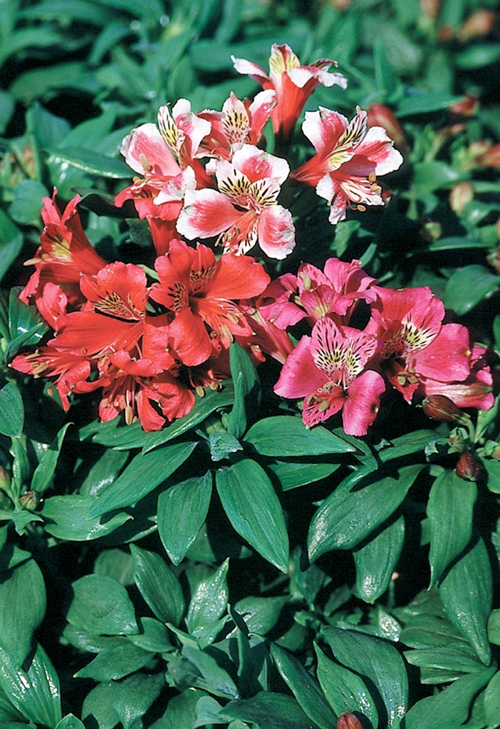 Cut Alstroemeria - from The Flower Spot