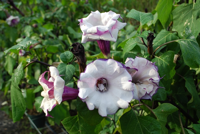 Angel's Trumpet - Datura metel from The Flower Spot