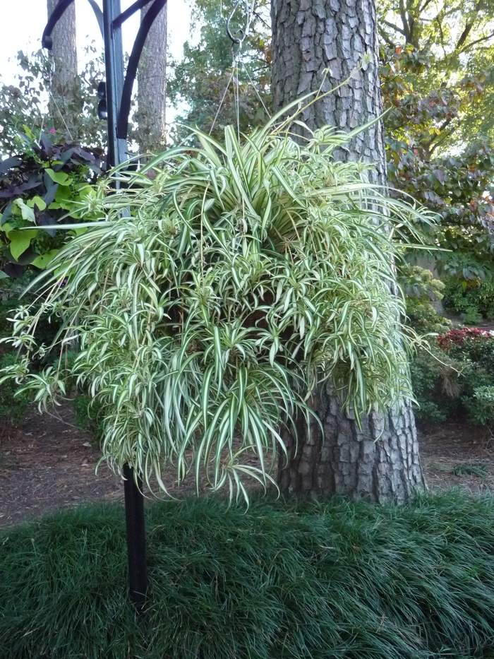 Chlorophytum comosum, Variegated Spider Plant