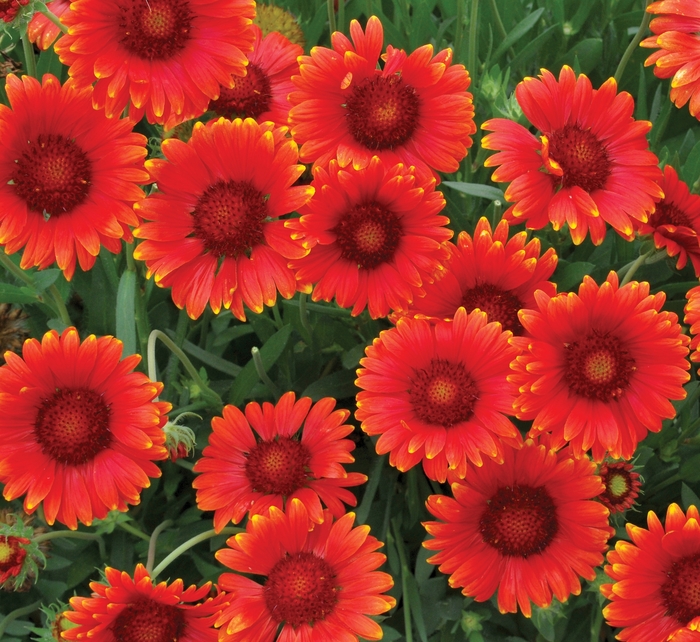 Blanket Flower - Gaillardia grandiflora 'Mesa™ Red' from The Flower Spot