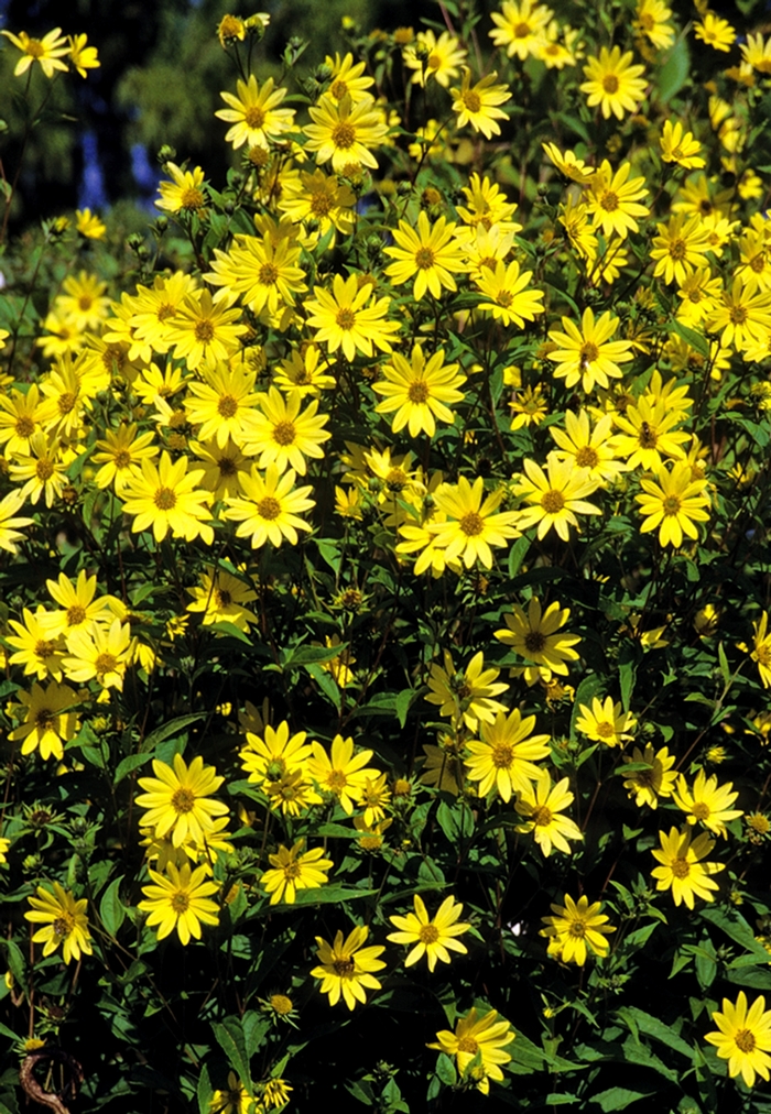 Perennial Sunflower - Helianthus 'Lemon Queen' from The Flower Spot