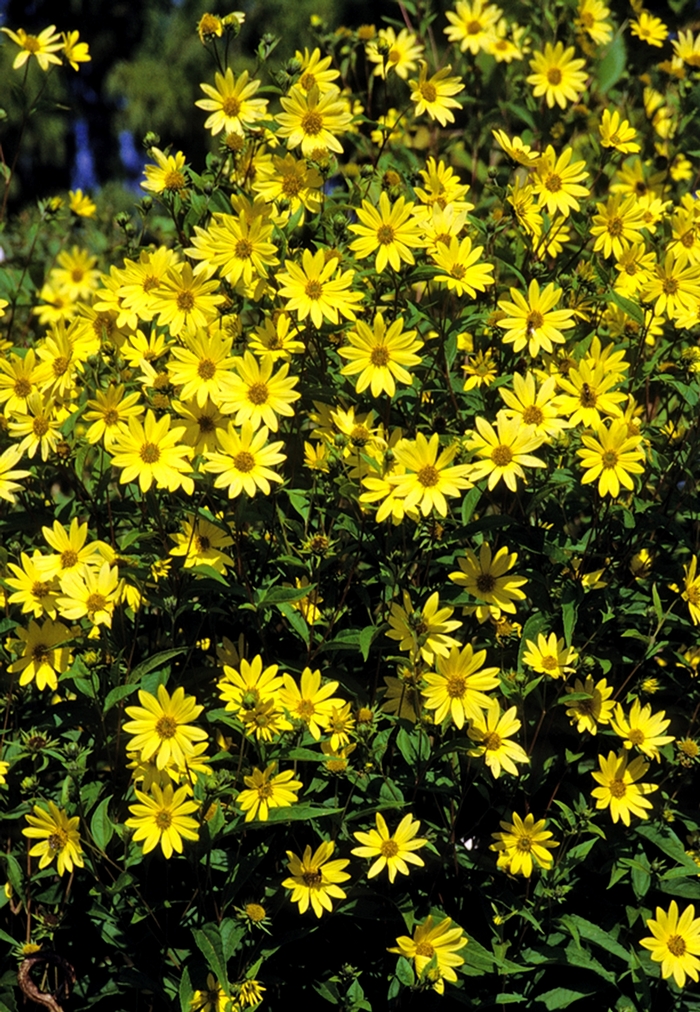 Sunflower 'Lemon Queen' - Helianthus from The Flower Spot