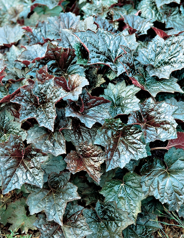 Coral Bells 'Palace Purple' - Heuchera americana from The Flower Spot