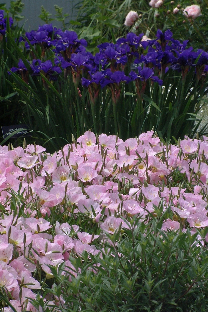 Evening Primrose 'Siskiyou' - Oenothera berlandieri from The Flower Spot