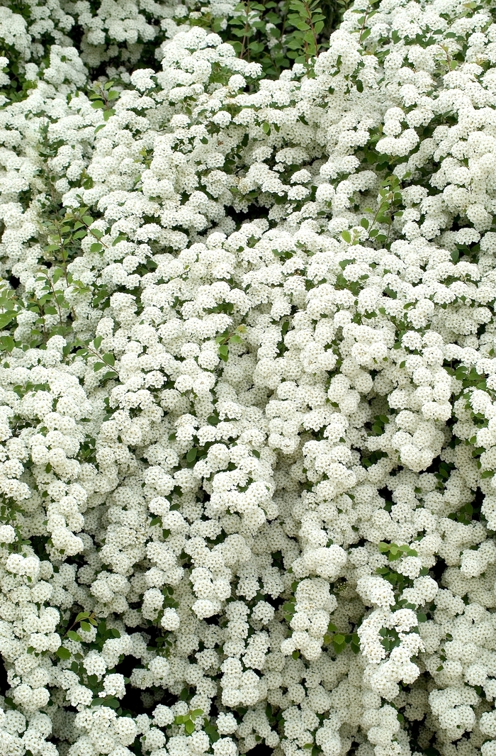 Spiraea 'Snowmound' - Spiraea nipponica x from The Flower Spot