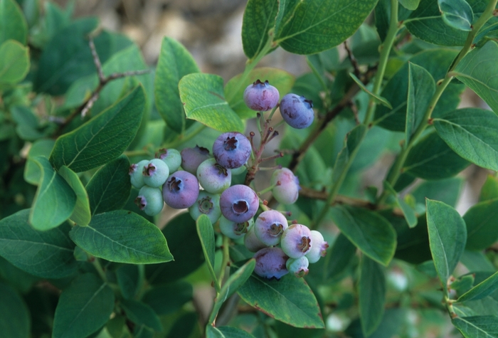 Blueberry 'Elliott' - Vaccinium corymbosum from The Flower Spot Blueberry 'Elliott' - Vaccinium corymbosum from The Flower Spot