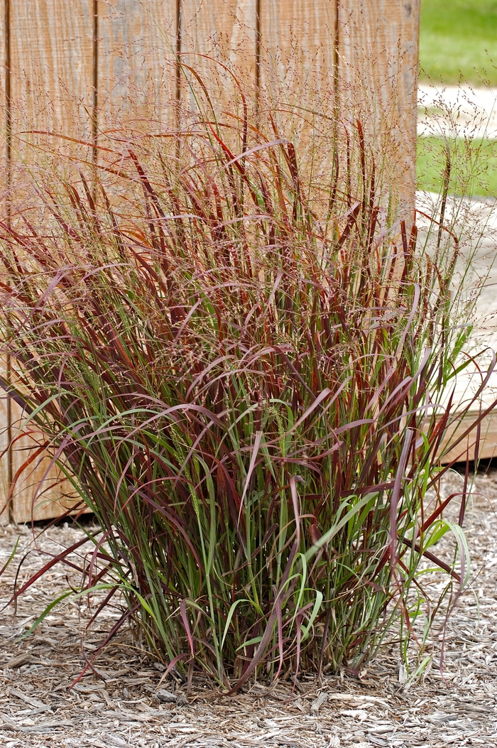 Switch Grass 'Prairie Fire' - Panicum virgatum from The Flower Spot Switch Grass 'Prairie Fire' - Panicum virgatum from The Flower Spot
