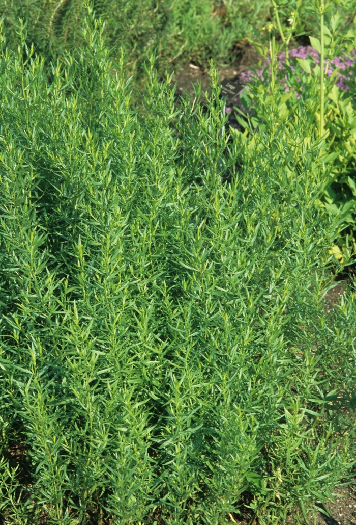 Tarragon - Artemisia dracunculus from The Flower Spot