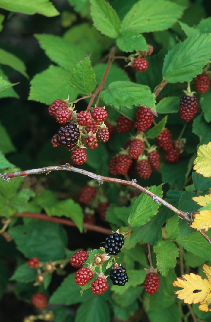 Black Satin Blackberry - Rubus ursinus 'Black Satin' from The Flower Spot Black Satin Blackberry - Rubus ursinus 'Black Satin' from The Flower Spot