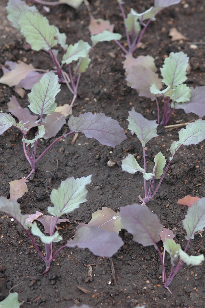 Kilibri Kohlrabi - Brassica oleracea 'Kolibri' from The Flower Spot Kilibri Kohlrabi - Brassica oleracea 'Kolibri' from The Flower Spot