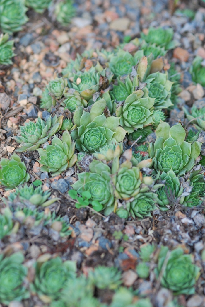 Hens and Chicks 'Braunii' - Sempervivum from The Flower Spot Hens and Chicks 'Braunii' - Sempervivum from The Flower Spot