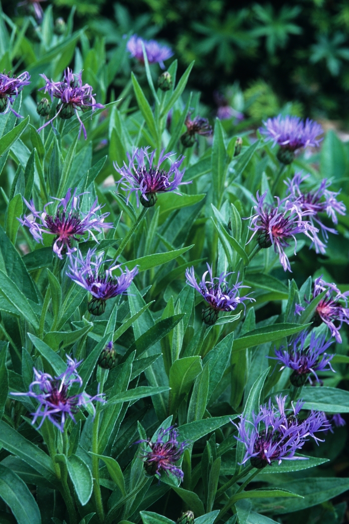 Bachelor's Button - Centaurea montana from The Flower Spot