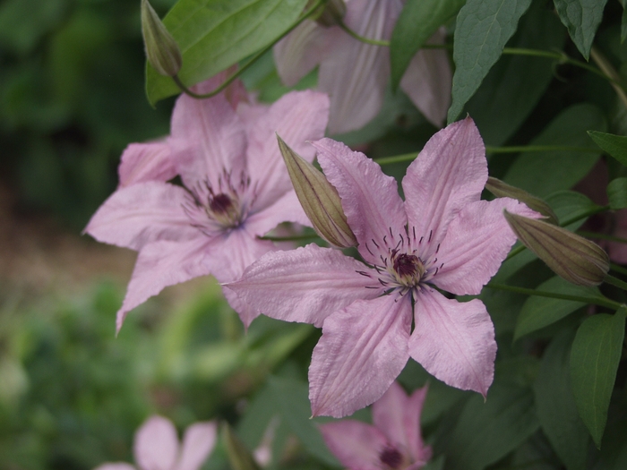 Clematis 'Hagley Hybrid' - Clematis from The Flower Spot