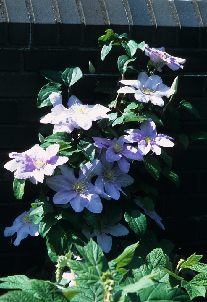 Clematis 'Vancouver Daybreak' - Clematis from The Flower Spot