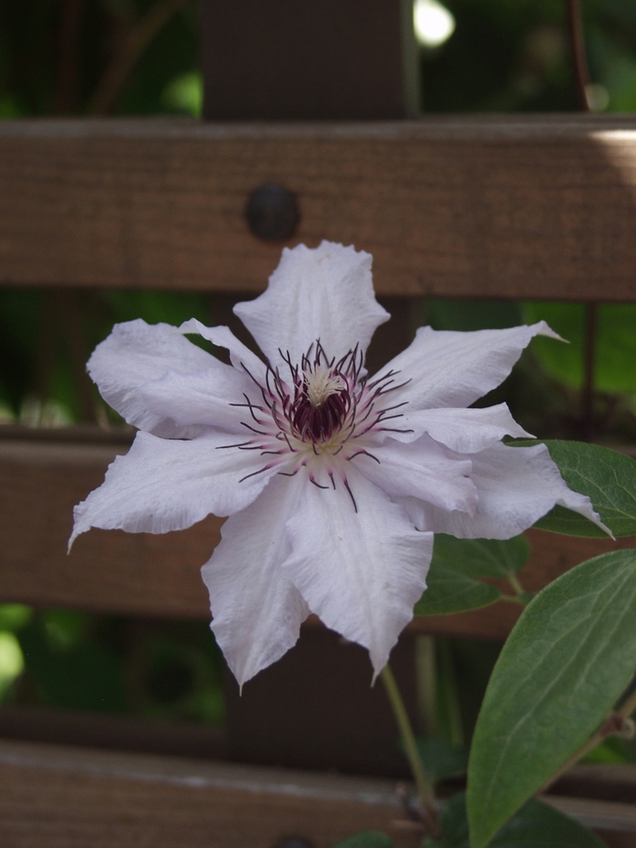 Clematis 'Fair Rosamund' - Clematis from The Flower Spot