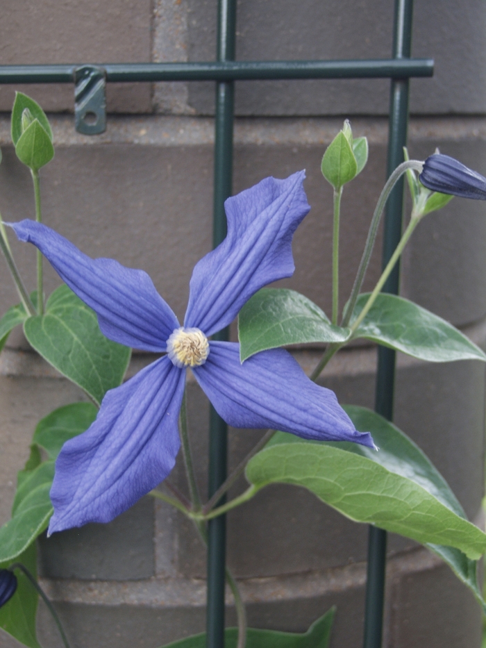 Clematis 'Durandii Blue' - Clematis x durandii from The Flower Spot