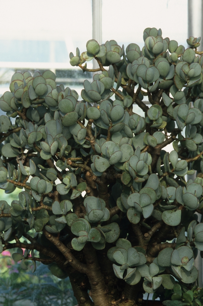 Jade 'Silver Dollar' - Crassula arborescens from The Flower Spot