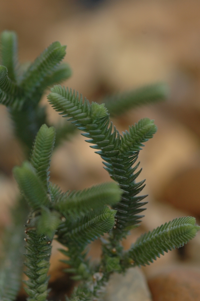 Rat Tail Plant - Crassula lycopodioides from The Flower Spot