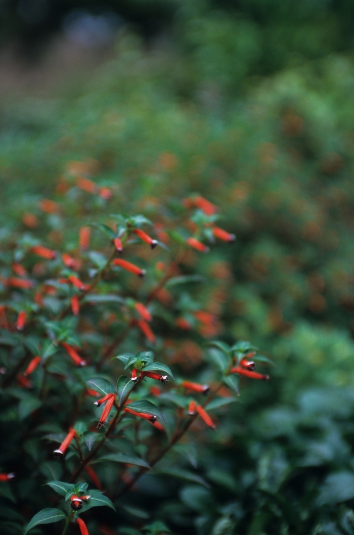 Cuphea 'Eternal Flame' - Cuphea ignea from The Flower Spot Cuphea 'Eternal Flame' - Cuphea ignea from The Flower Spot