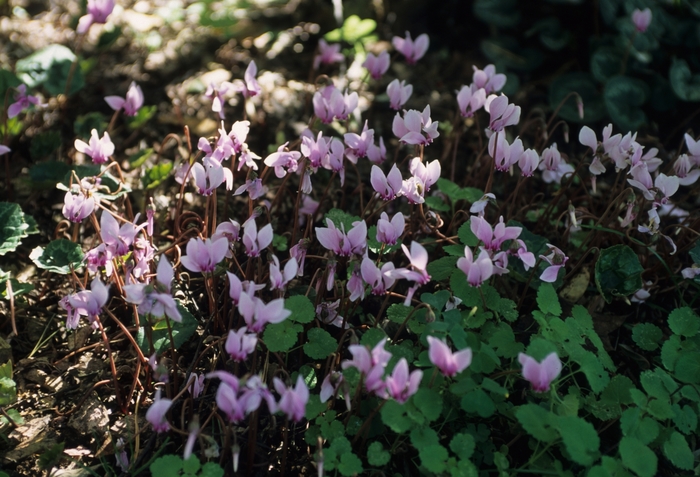 Cyclamen - Cyclamen from The Flower Spot