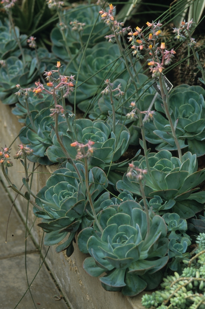 Echeveria - Assorted Varieties from The Flower Spot