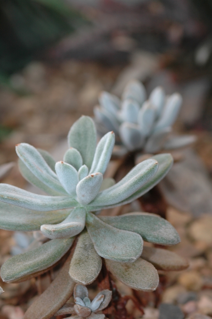 Chenille Plant - Echeveria leucotricha from The Flower Spot