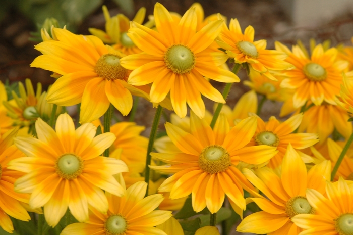 Rudbeckia 'Prairie Sun' - Rudbeckia hirta (Black Eyed Susan) from The Flower Spot