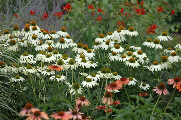 Coneflower 'White Swan' - Echinacea purpurea from The Flower Spot