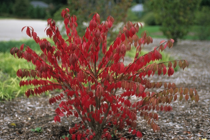 Chicago Fire Burning Bush - Euonymus alatus from The Flower Spot