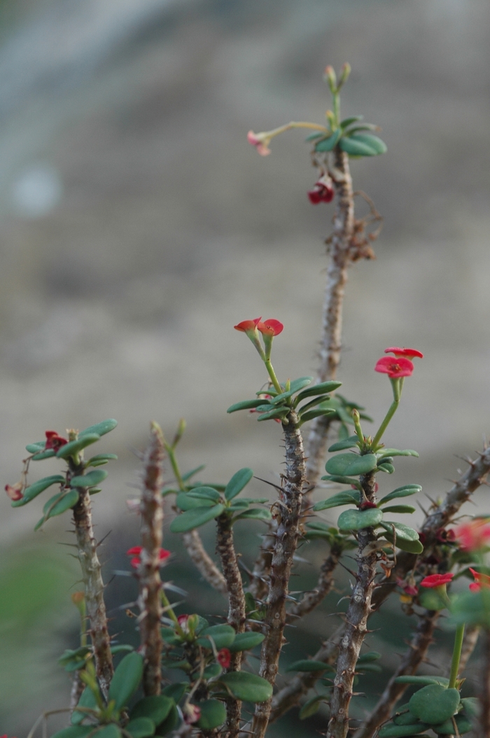Crown of Thorns - Euphorbia milii var. splendens from The Flower Spot