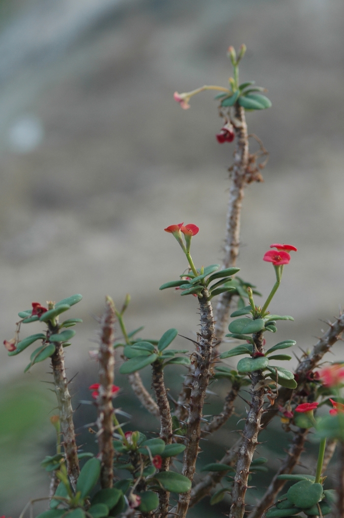 Crown of Thorns - Euphorbia milii var. splendens from The Flower Spot Crown of Thorns - Euphorbia milii var. splendens from The Flower Spot