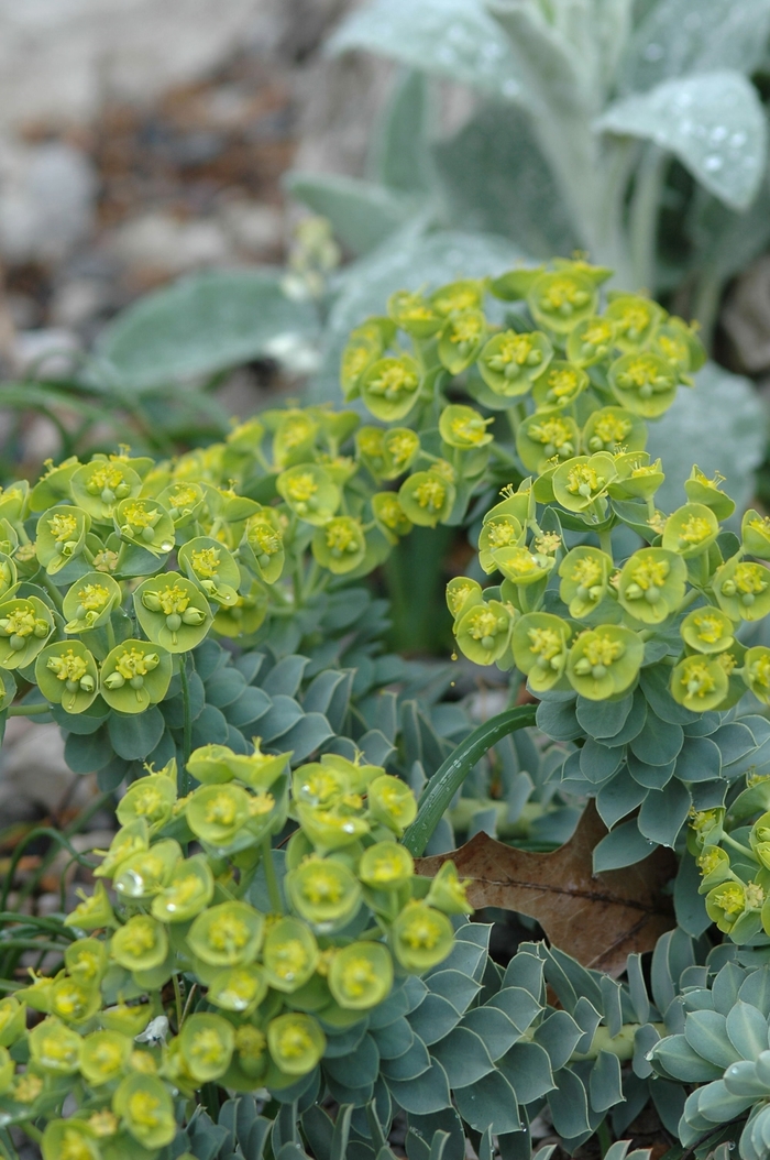 Spurge 'Donkey Tail' - Euphorbia myrsinites from The Flower Spot