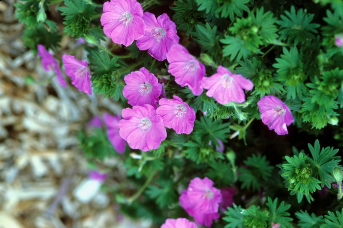 Geranium 'Dwarf Cranesbill' - Geranium sanguineum from The Flower Spot