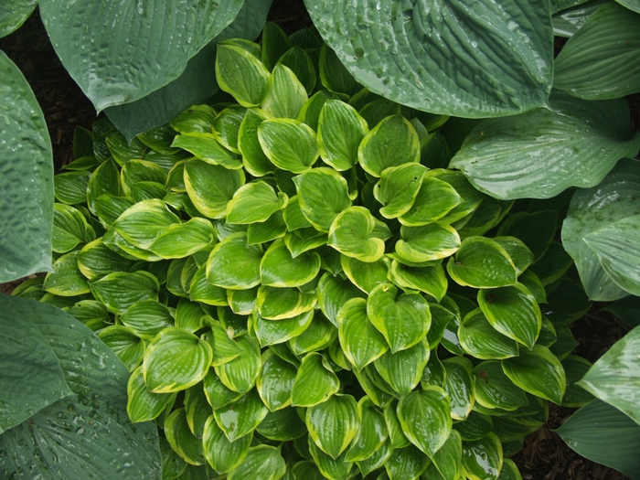 Hosta 'Golden Tiara' - Hosta from The Flower Spot Hosta 'Golden Tiara' - Hosta from The Flower Spot