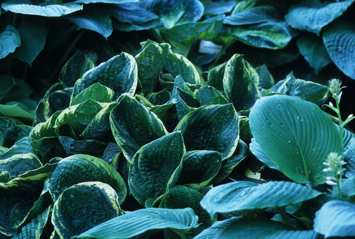 Hosta 'Christmas Tree' - Hosta from The Flower Spot