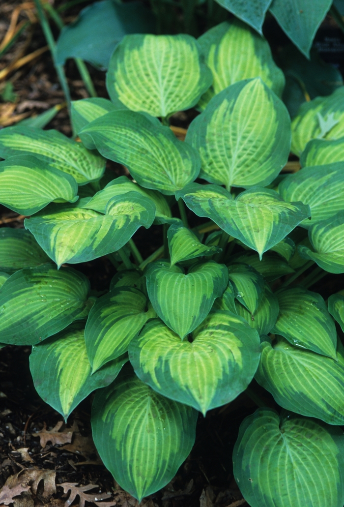 Hosta 'Paul's Glory' - Hosta from The Flower Spot
