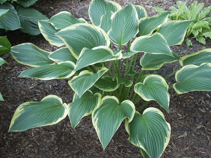 Hosta 'Yellow River' - Hosta from The Flower Spot Hosta 'Yellow River' - Hosta from The Flower Spot