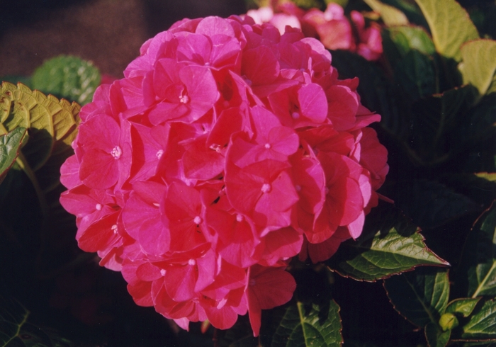 Florist Hydrangea - Hydrangea from The Flower Spot