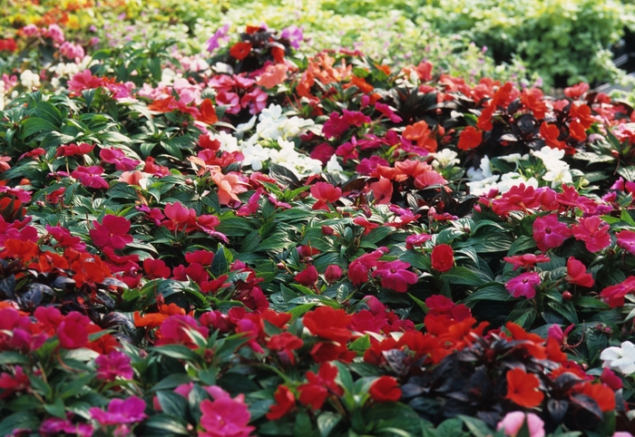 Impatiens 'New Guinea Series' - Impatiens Hawkeri from The Flower Spot Impatiens 'New Guinea Series' - Impatiens Hawkeri from The Flower Spot