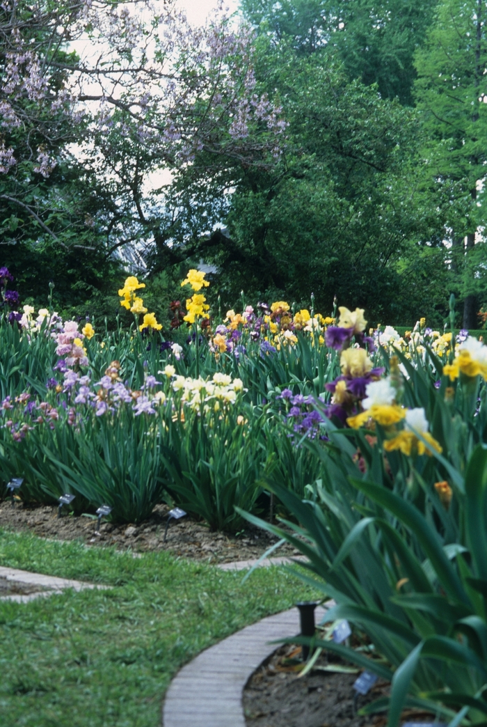 Iris 'Multiple Varieties' - Iris from The Flower Spot Iris 'Multiple Varieties' - Iris from The Flower Spot