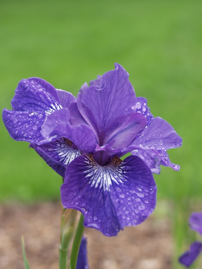 Siberian Iris - Iris sibirica 'Assorted Varieties' from The Flower Spot