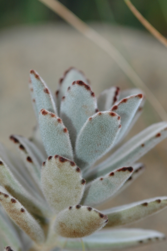 Panda Plant - Kalanchoe tomentosa from The Flower Spot