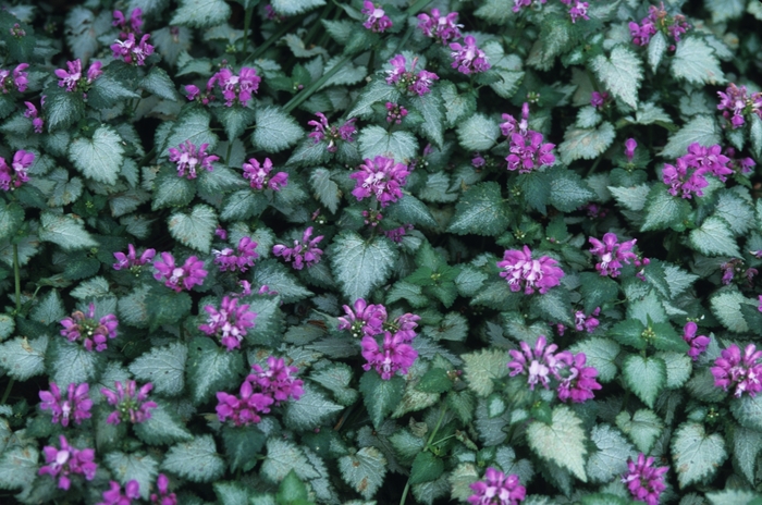 Lamium 'Beacon Silver' - Lamium maculatum from The Flower Spot
