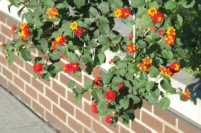 Lantana 'Multiple Varieties' - Lantana from The Flower Spot Lantana 'Multiple Varieties' - Lantana from The Flower Spot