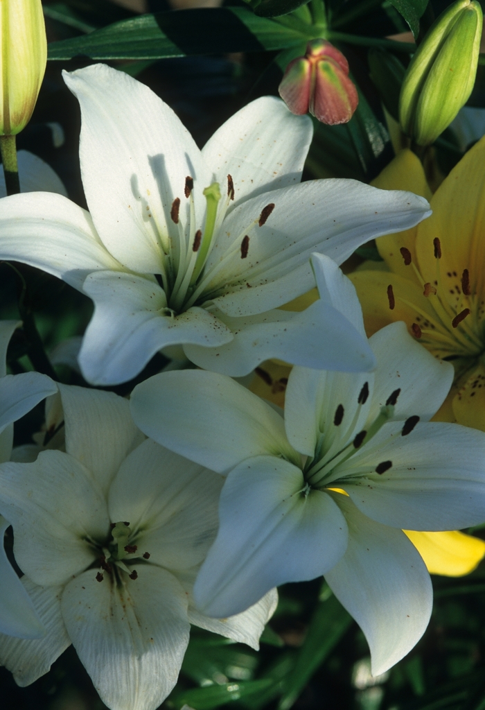 Lily 'Multiple Varieties' - Lilium asiatic from The Flower Spot