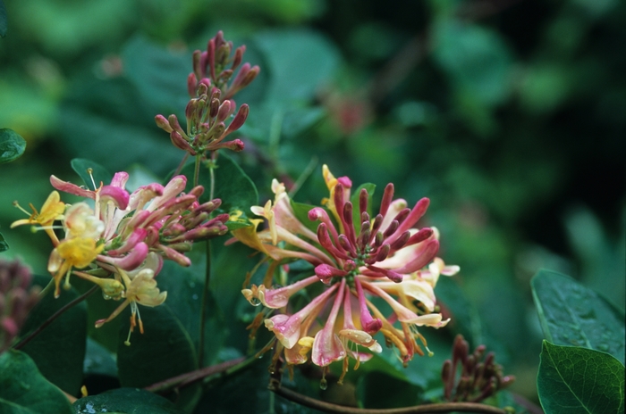 Honeysuckle 'Goldflame' - Lonicera x heckrottii from The Flower Spot Honeysuckle 'Goldflame' - Lonicera x heckrottii from The Flower Spot