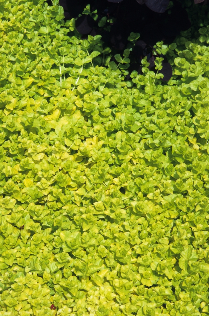 Yellow Creeping Jenny - Lysimachia nummularia 'Aurea' from The Flower Spot