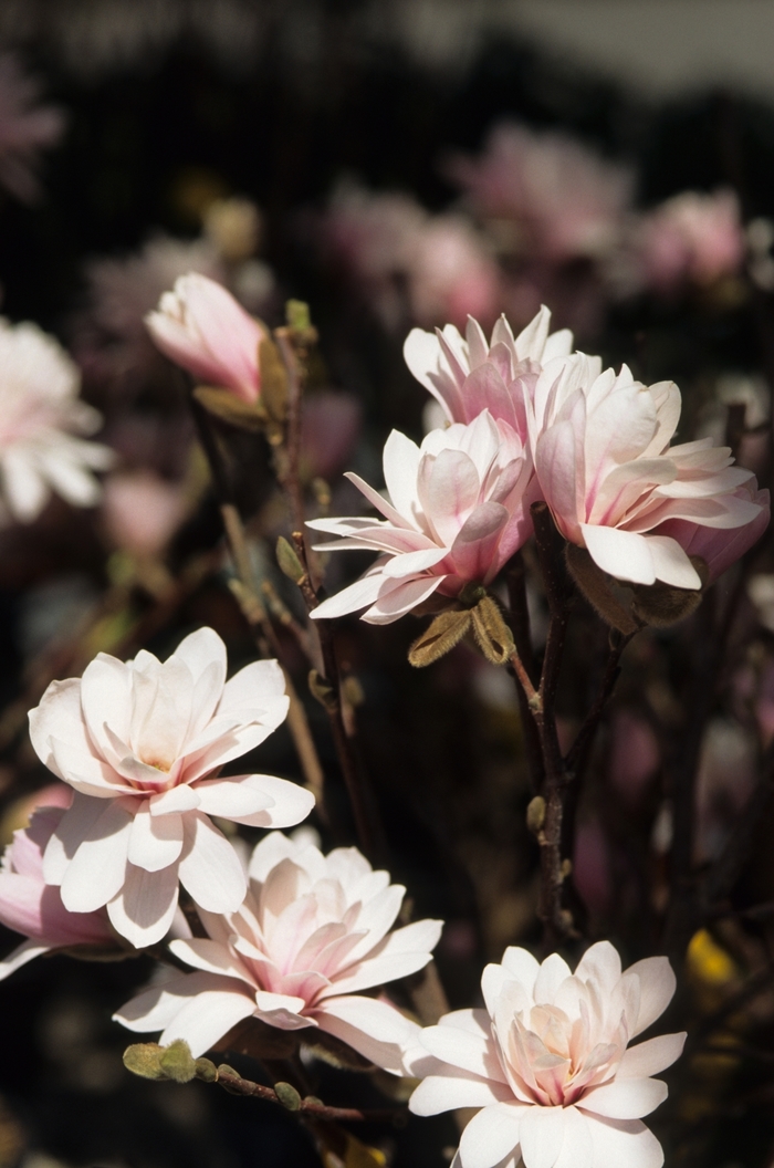 Leonard Messel Magnolia - Magnolia x loebneri 'Leonard Messel' from The Flower Spot